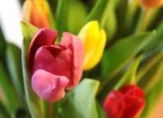 Tulpen (Foto: David Jufer)