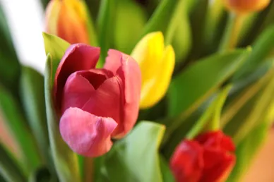 Tulpen (Foto: David Jufer)
