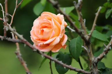Rose (Foto: HerungSoon auf Pixabay)